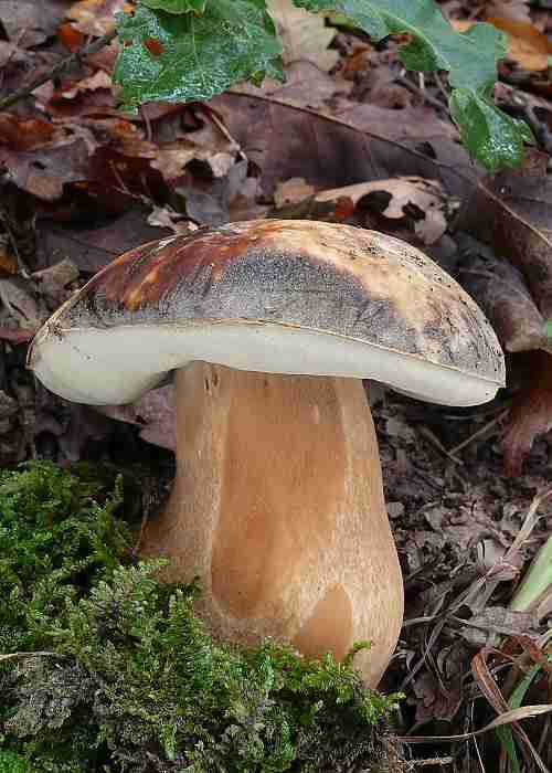  Image name: 162 Porcino.jpg 
 width: 500 pixel 
 height: 700 pixel 
 Size: 33272 bytes 
 Click to enlarge 